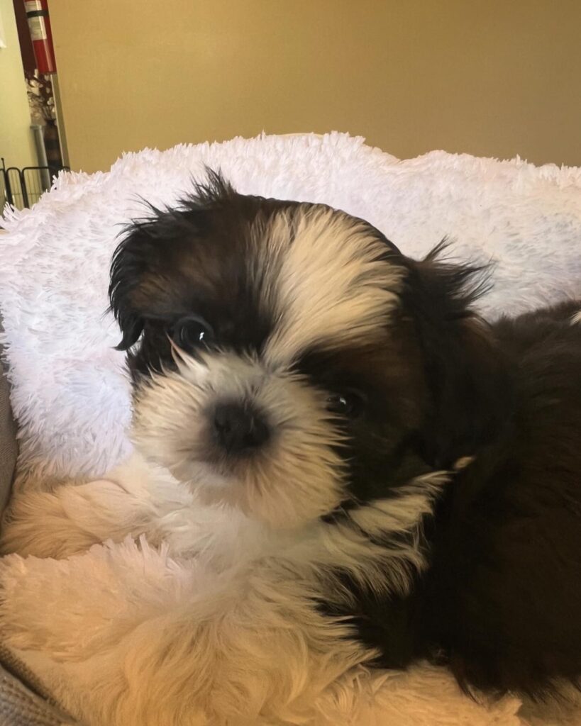 daisy upcoming mommie