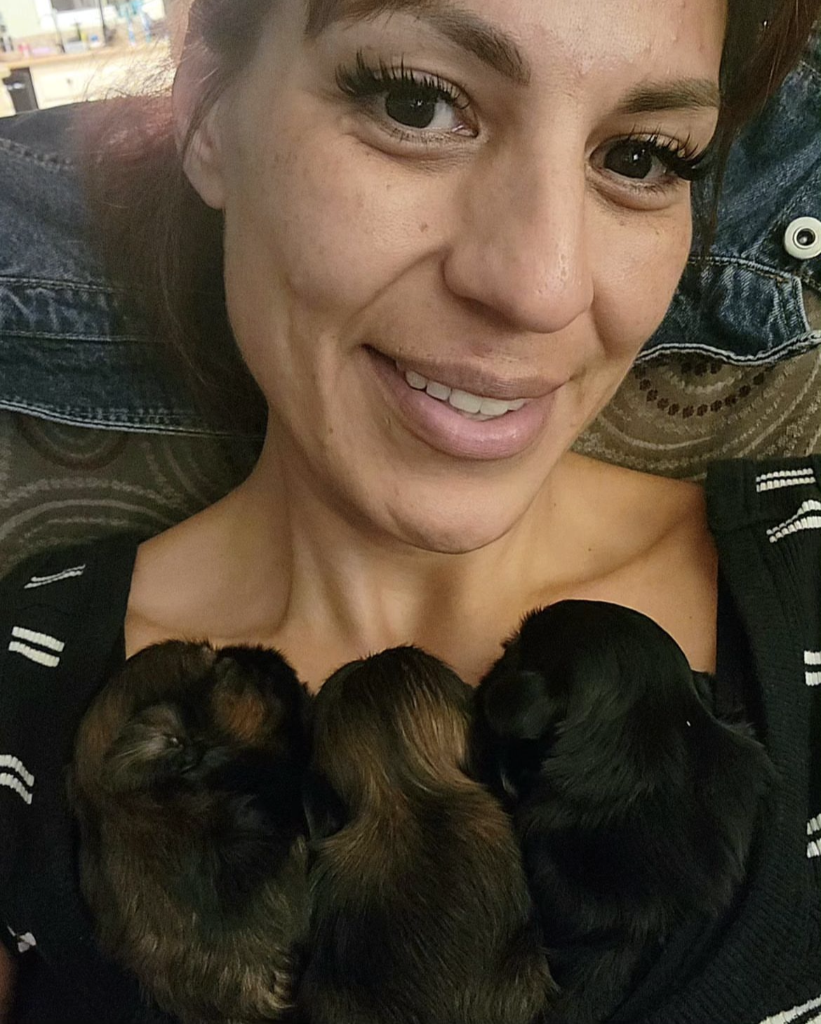 shih tzu breeder of nursery home shih tzu (5)