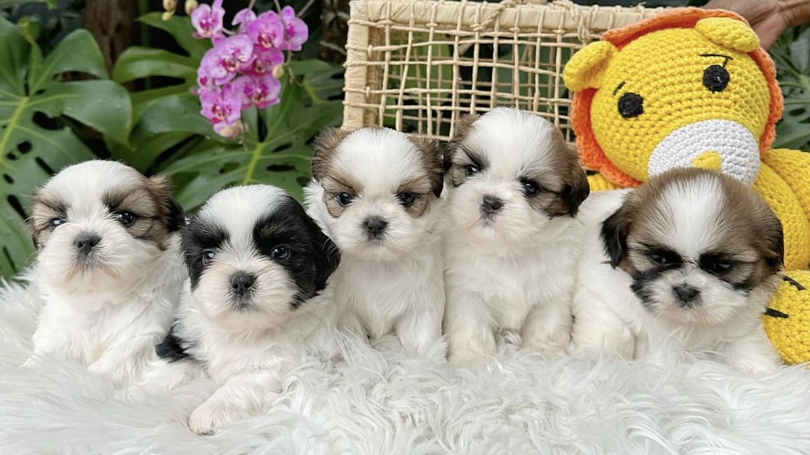 Shih Tzu Puppies For Sale