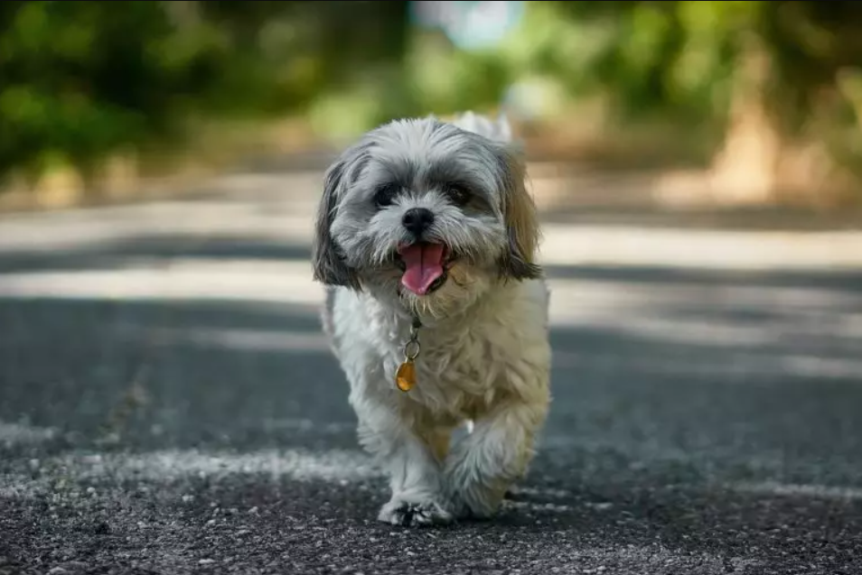 nursery home shih tzu (2)