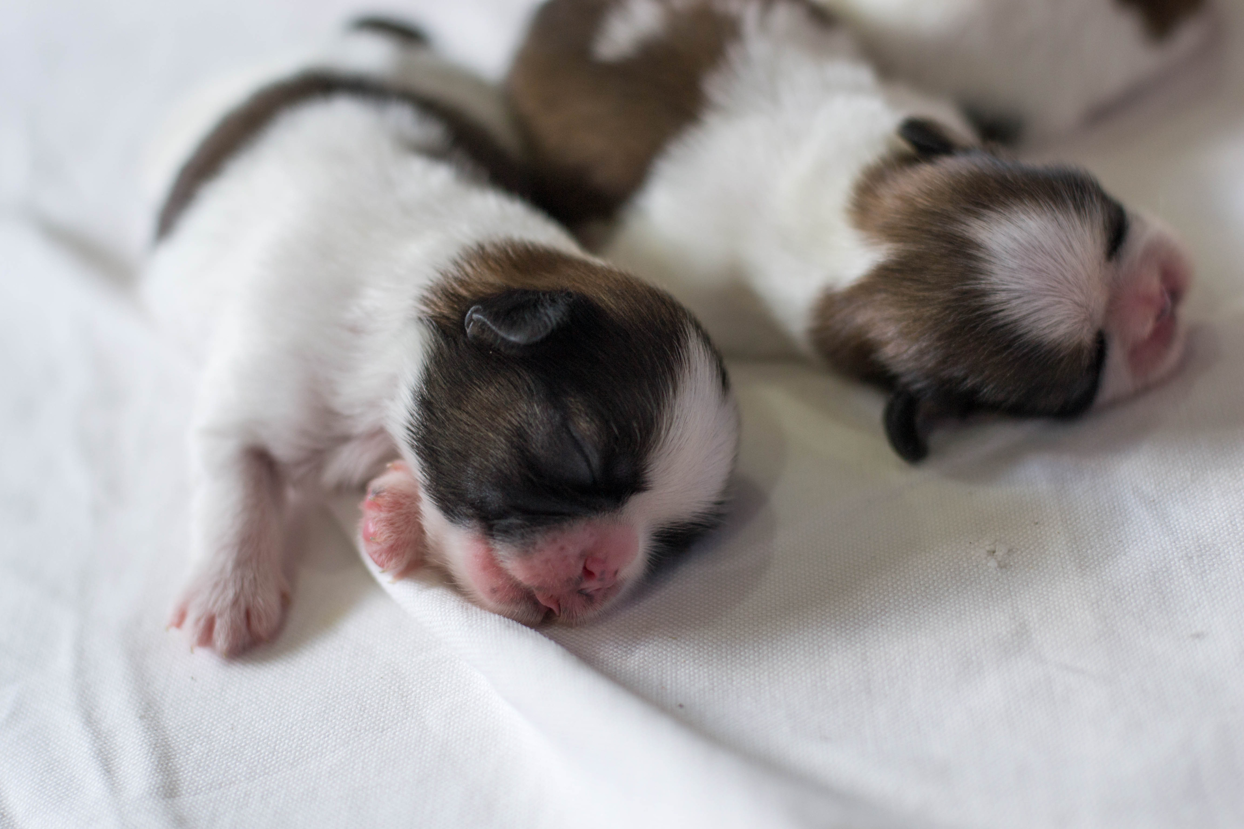 Nursery Home Shih Tzu Program 1