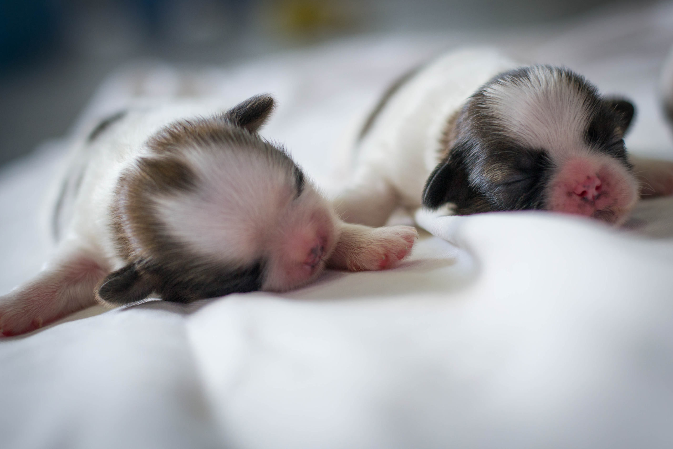 Nursery Home Shih Tzu Program 2
