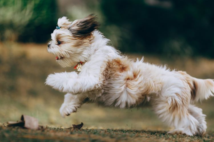 TRAINING YOUR SHIH TZU PUPPY