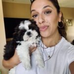 shih tzu home reviews