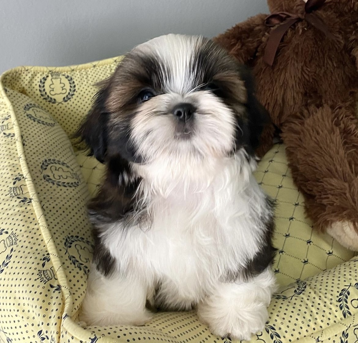 Healthy Adorable Shih Tzu Puppies available in Houston, Dallas, Austin, Texas