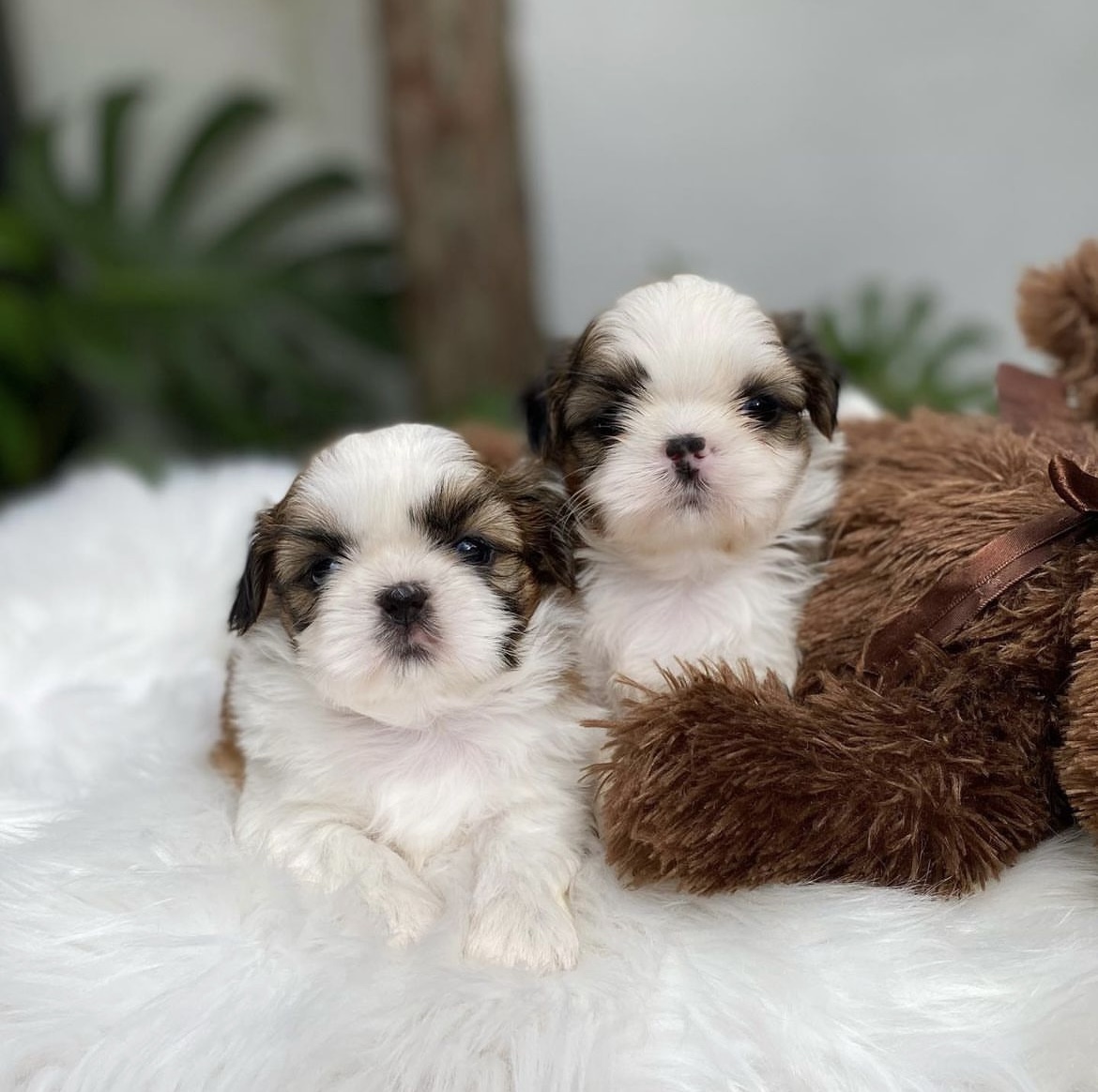 Healthy Shih Tzu Puppies for sale in Houston, Dallas, Texas